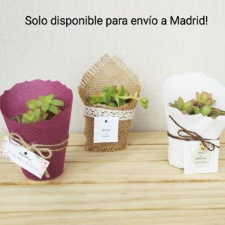Planta suculenta mini